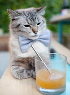 武士刀斩断Fado悲歌，张本智和以觉醒之战刷新纪录，日本队战术完胜葡萄牙