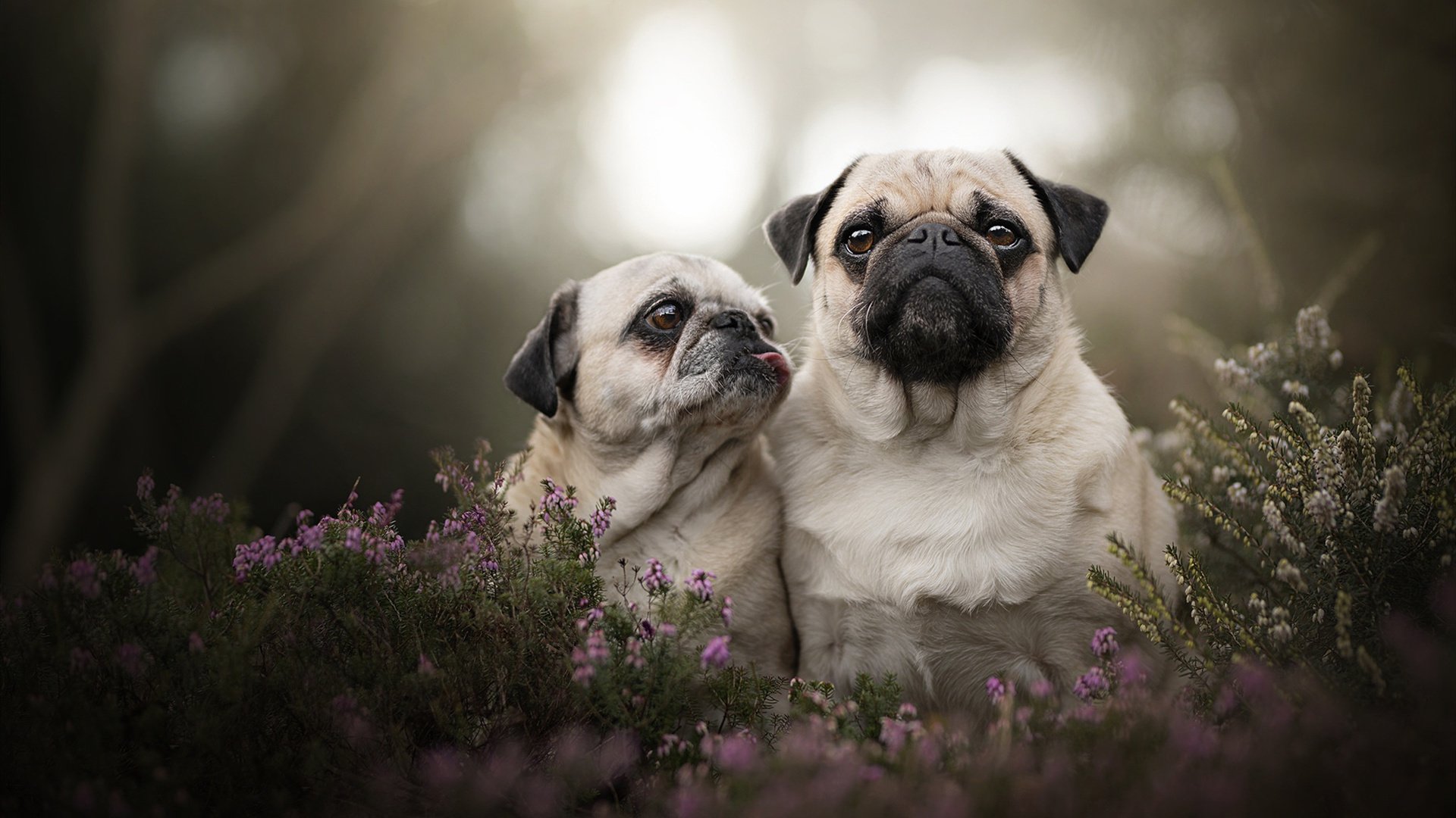 拉塞尔关键制胜！红牛二队险胜索伯车队，F1赛场惊现逆转奇迹