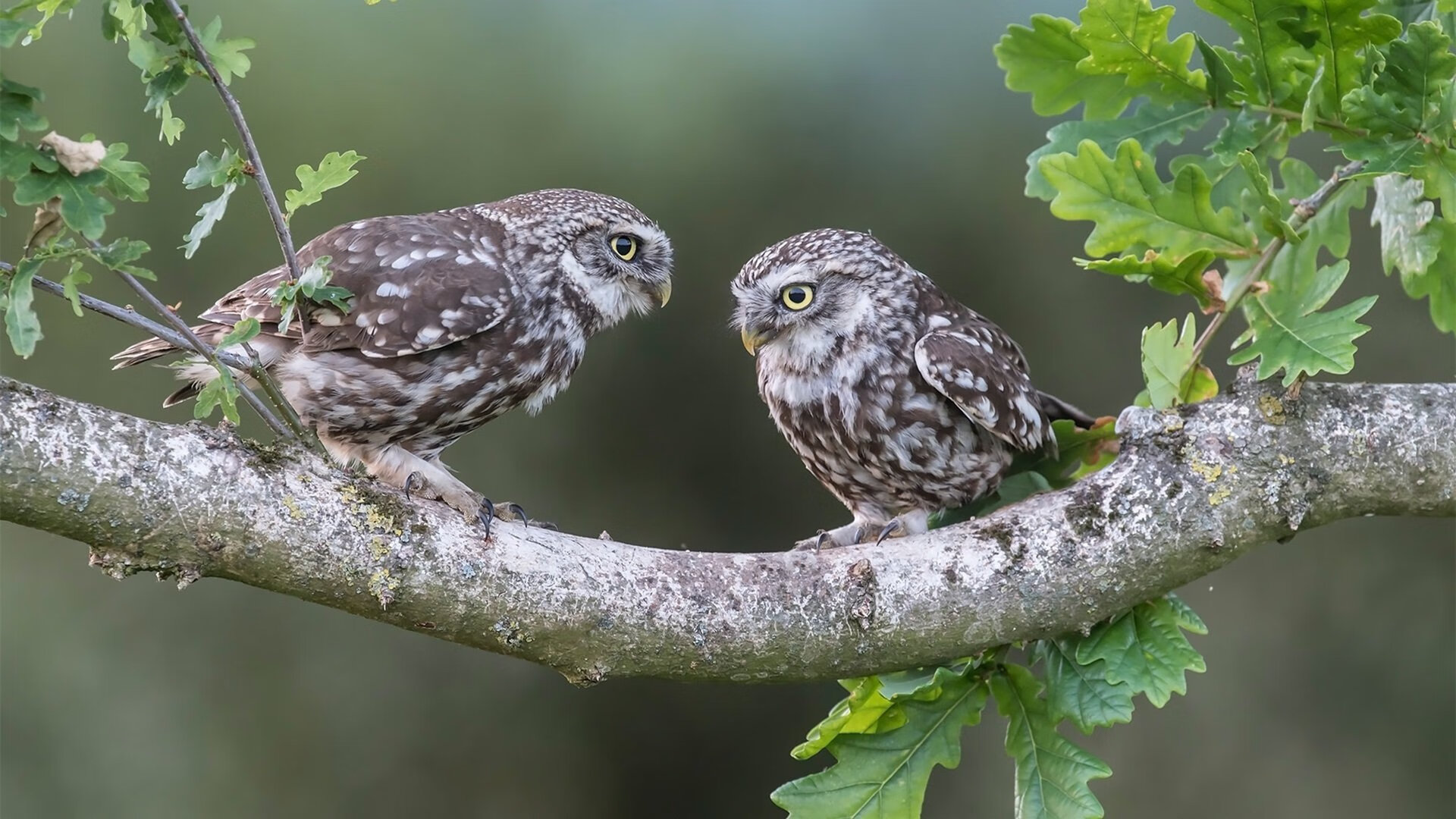 东方赛场上的西方魔术师，约基奇在浙江队vs深圳队对决中证明王者归来