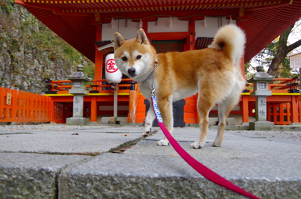 突尼斯屠龙之夜，阿根廷铸剑之时，足球史诗中的逆转与证道