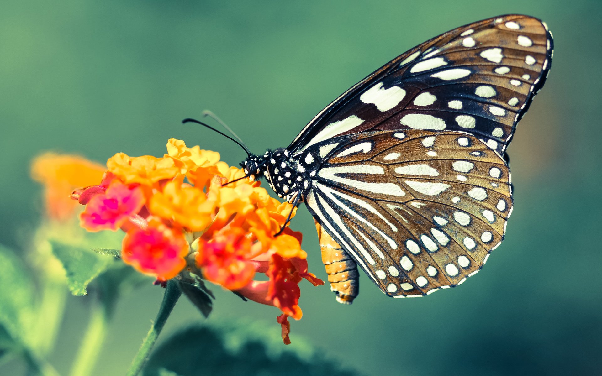 足球的逆袭，当那不勒斯哲学在亚平宁终结巴西幻梦