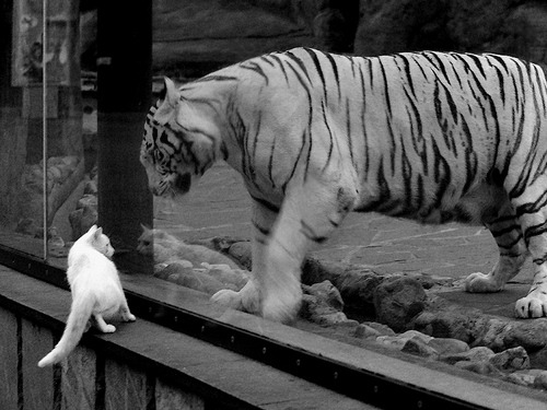 悉尼后卫征服伦敦，阿劳霍叛逃助澳大利亚惊天逆转英格兰