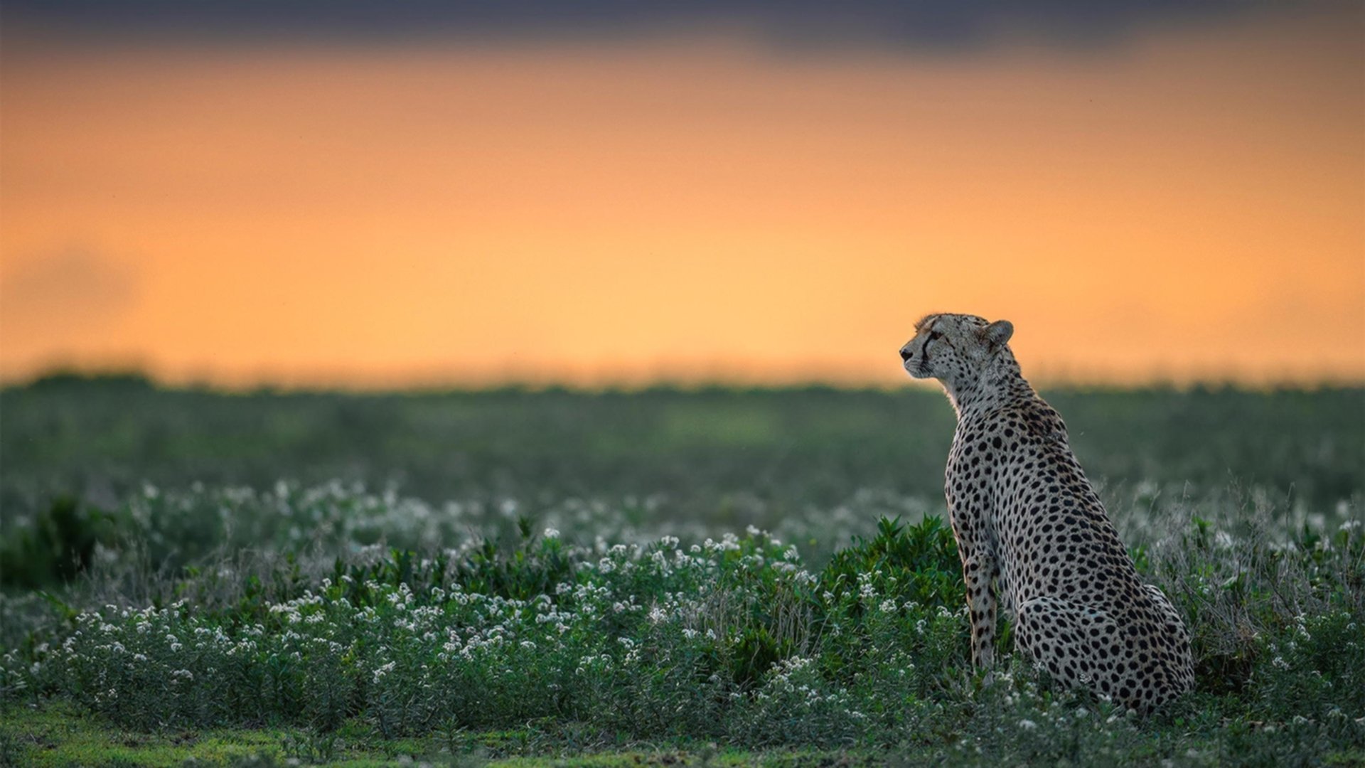 利刃出鞘，福克斯用广东方式在东莞绝境重生