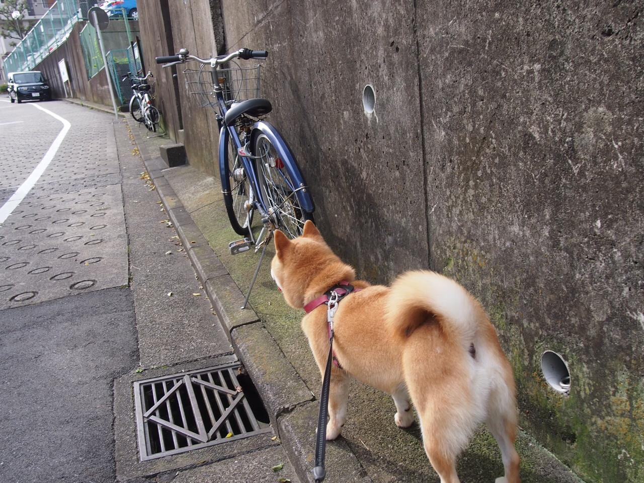 奥运周期关键焦点战,雷恩强压苏格兰,决胜奥运资格之路