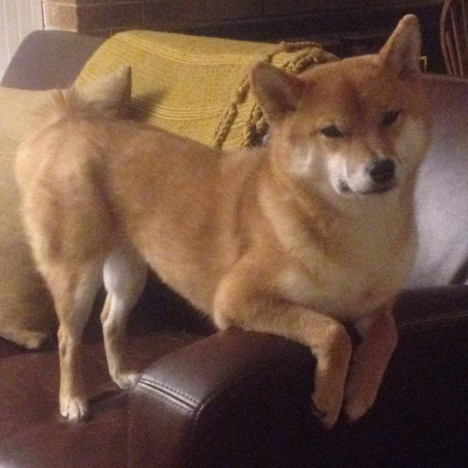 东契奇仅用三节打卡下班？独行侠35分狂胜热火，比赛悬念半场终结！