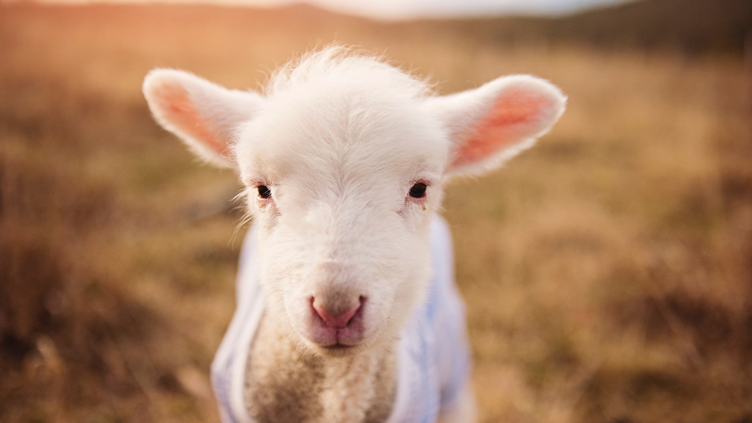 新神登基，雷霆青春风暴掀翻勇士王朝的最后壁垒