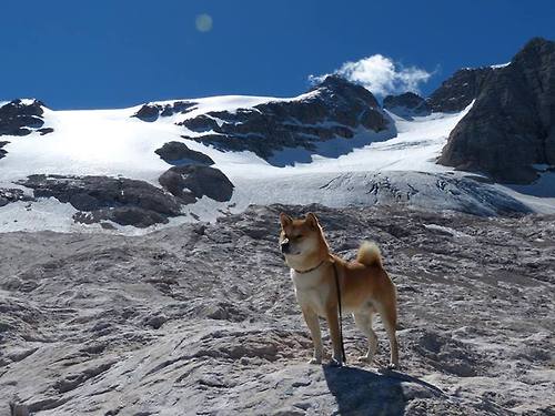死寂47分钟与1秒呐喊,福克斯的子弹如何射穿德甲十年最沉夜幕