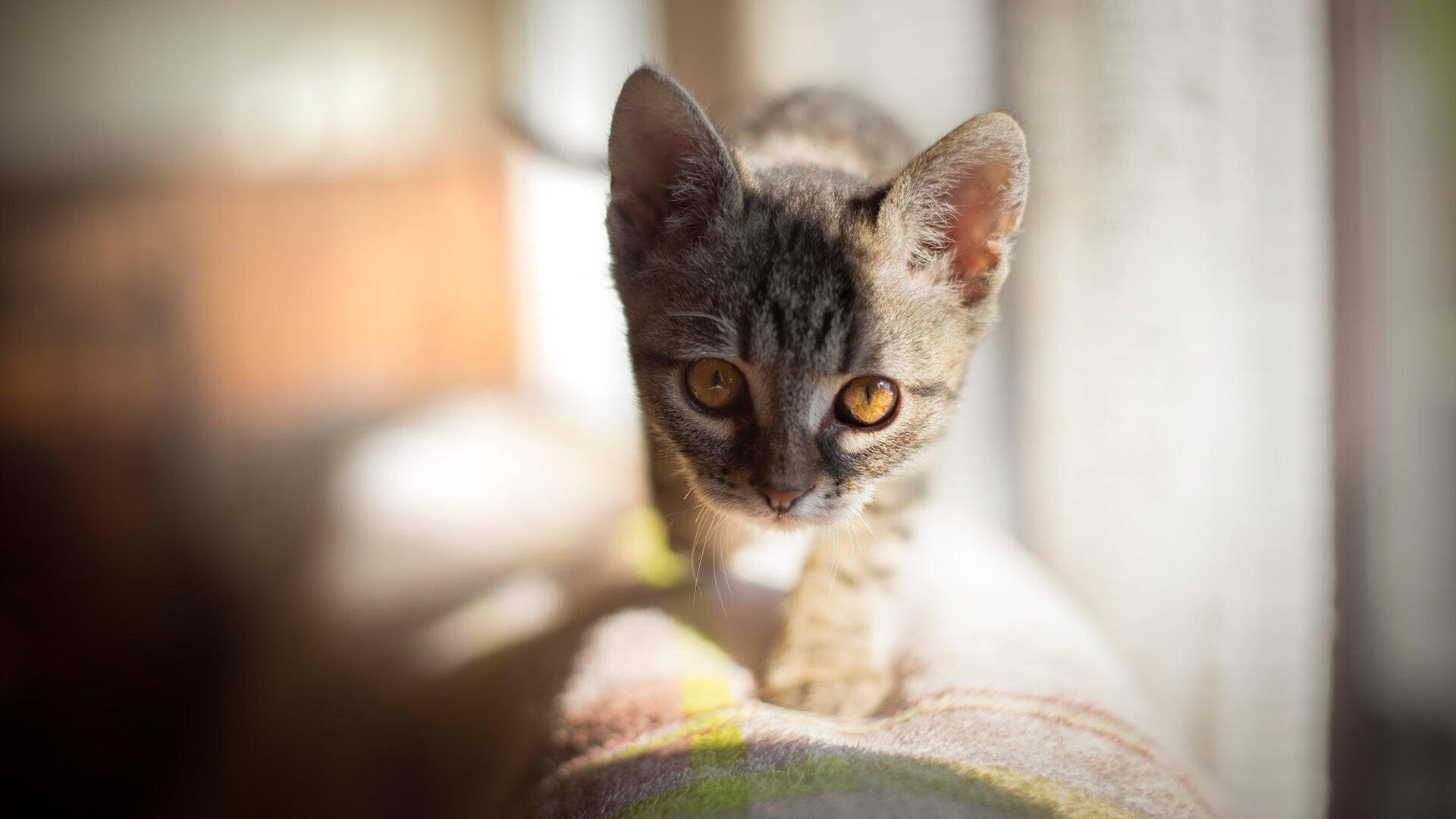 英超争冠之夜，富安健洋，草根的贵族之血与一块钢的淬炼