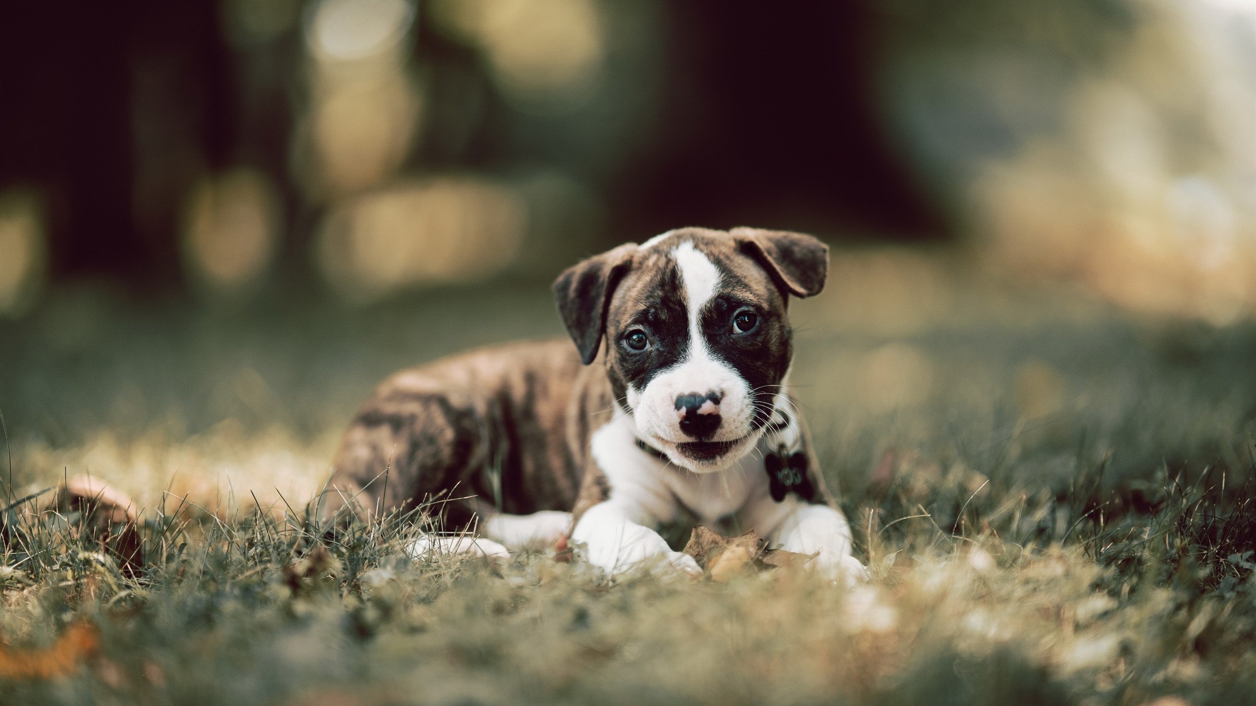 无声绞杀与绚烂风暴，同一夜晚的两种终结艺术