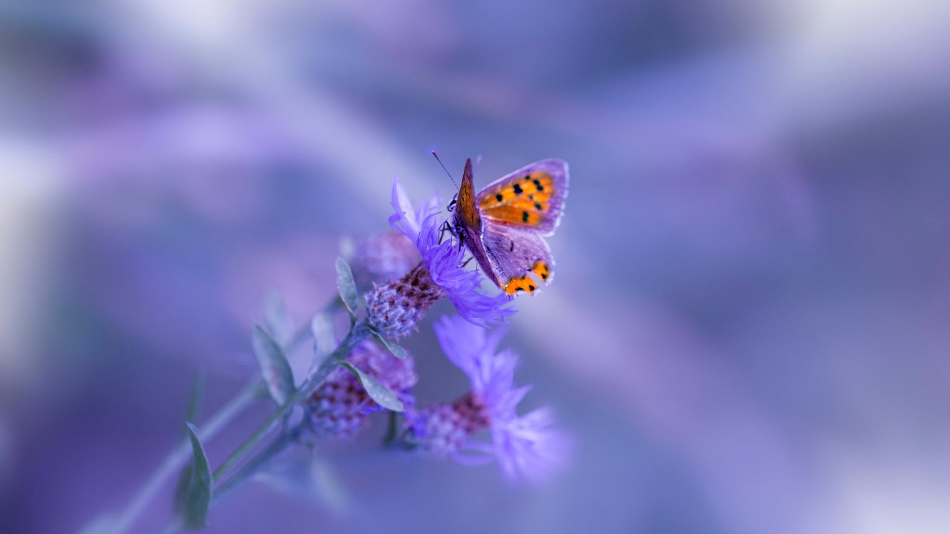 贝恩一手掌控，独行侠对阵雄鹿的比赛走势分析