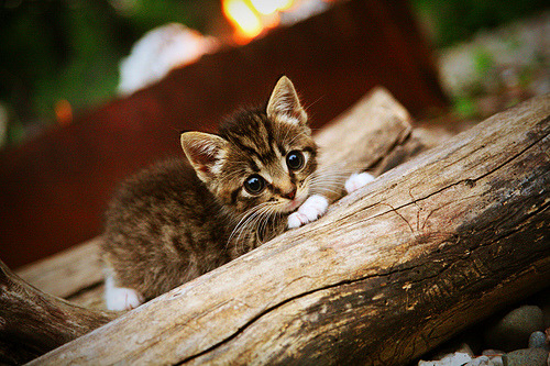 亚洲旋风摧垮蓝色城墙，欧冠上演韩国奇迹